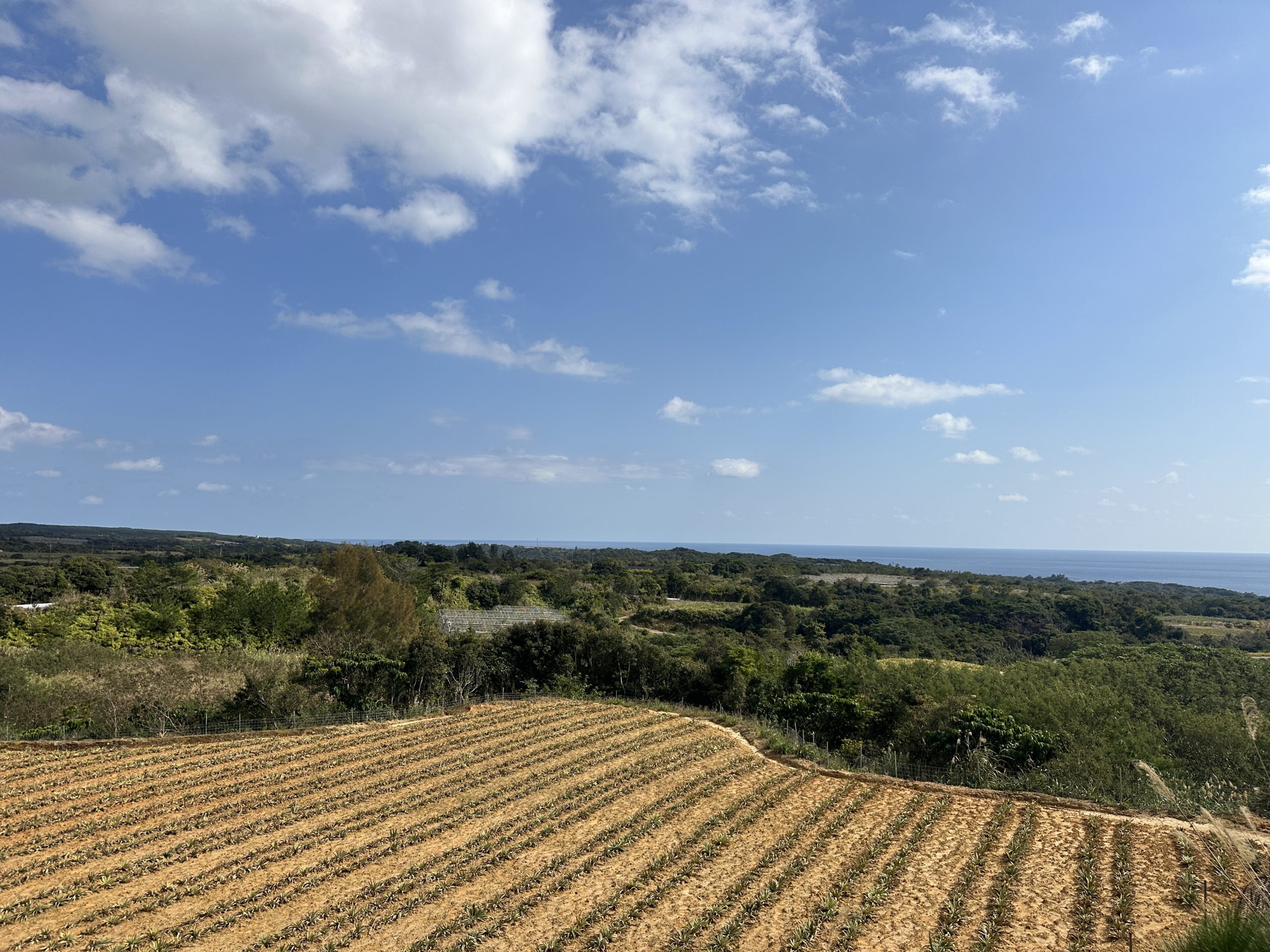 パイナップル畑が続く道の先に、ふっと海がひらける風景